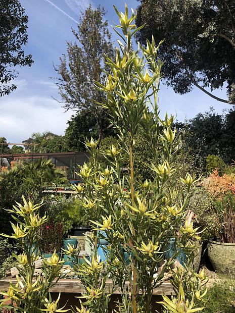 Leucadendron 'Pisa' - Leucadendron