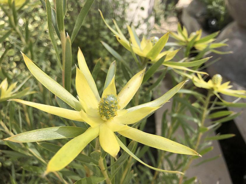 Leucadendron 'Pisa' - Leucadendron