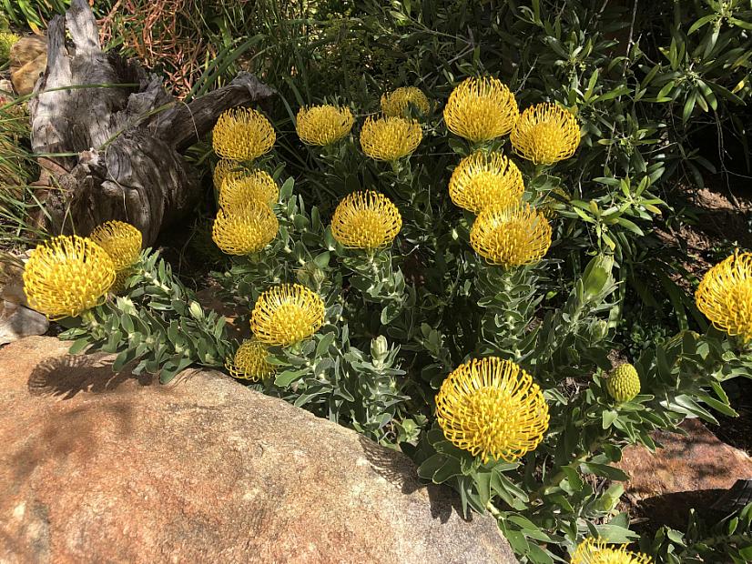 Leucospermum 'High Gold' - Nodding pincushion