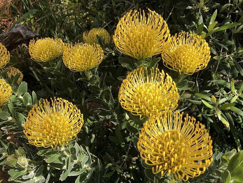 Leucospermum 'High Gold' - Nodding pincushion