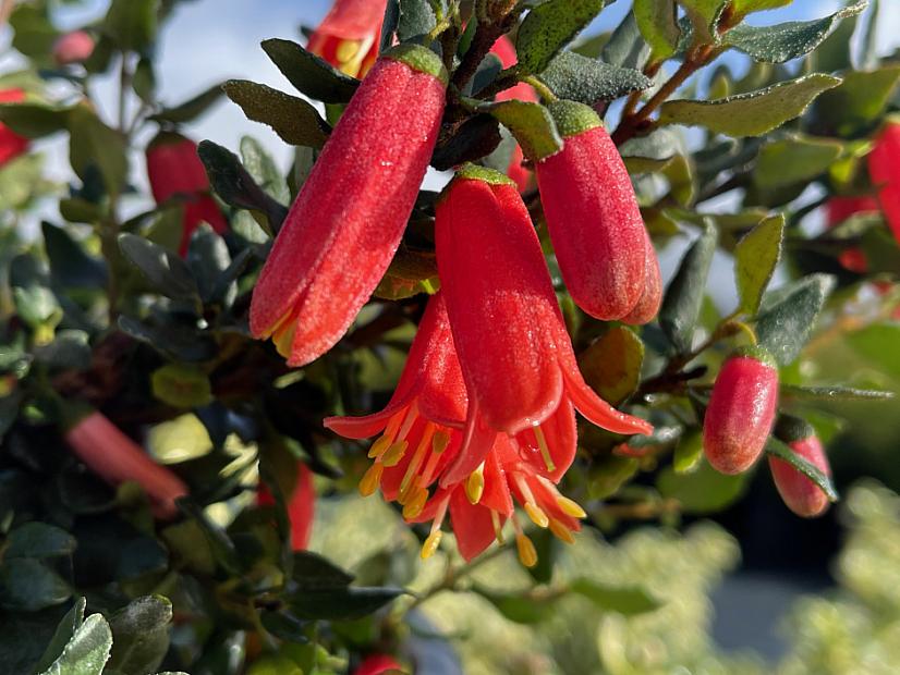 Correa 'Ray's Tangerine' - Australian fuchsia
