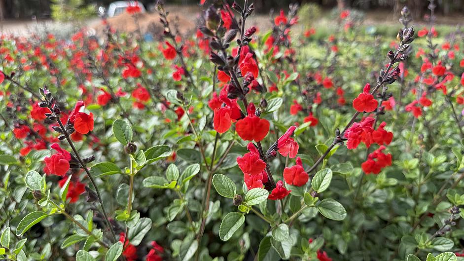 Salvia microphylla 'Royal Bumble' - Sage