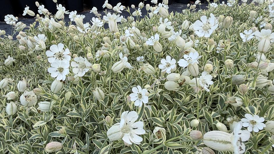 Silene uniflora 'Druett’s Variegated’ - Variegated sea campion