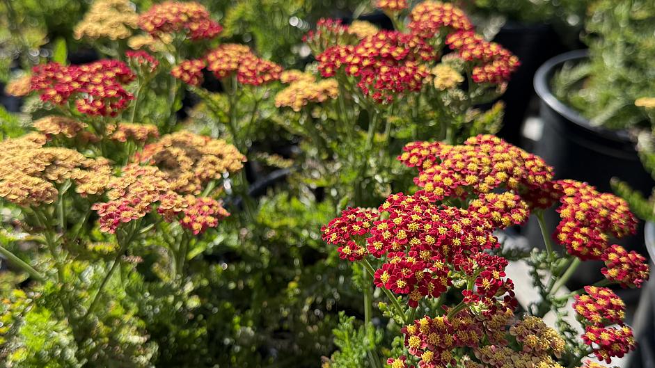 Achillea millefolium Milly Rock™ 'Red' - Yarrow