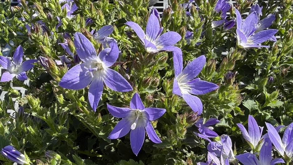 Campanula poscharskyana 'Blue Gown' - Bellflower
