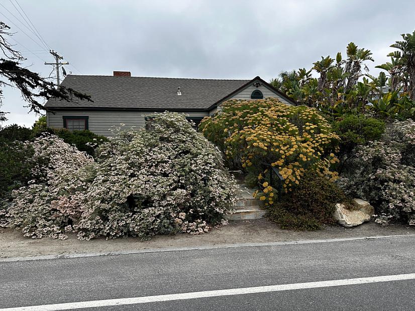 Eriogonum arborescens - Santa Cruz Island buckwheat