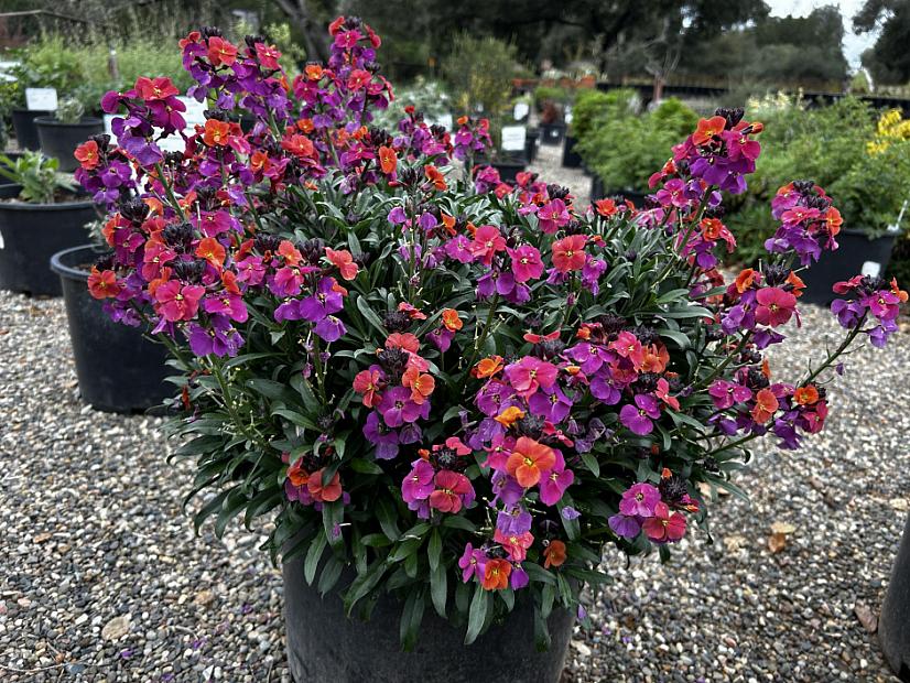 Erysimum linifolium 'Erysistible™ Magenta' - Wallflower
