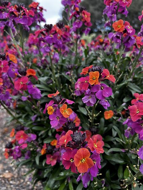 Erysimum linifolium 'Erysistible™ Magenta' - Wallflower