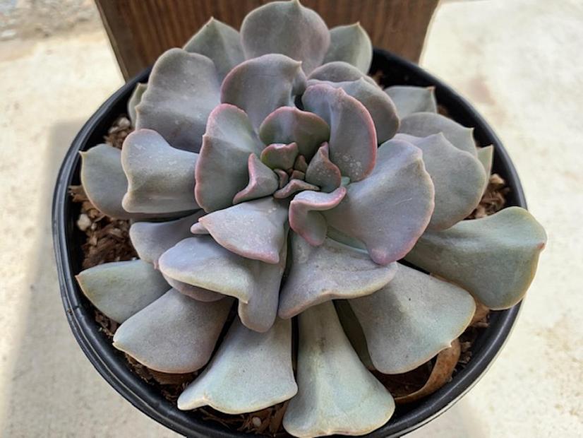 Echeveria 'Cubic Frost'™ - Echeveria