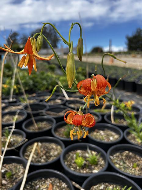 Lilium pardalinum - Leopard lily, Panther lily