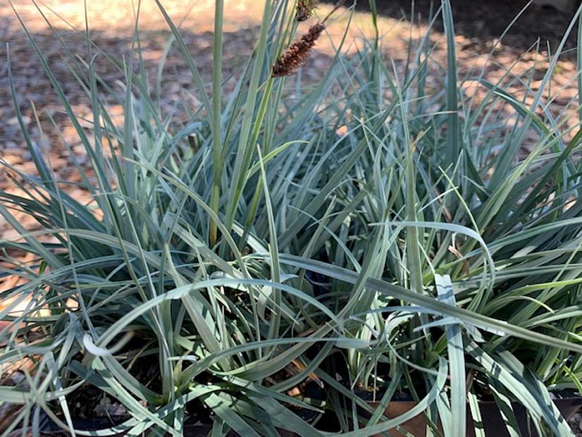 Carex flacca ‘Blue Zinger’ - Carnation grass
