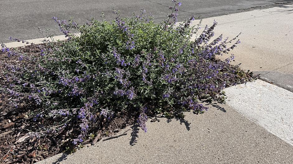 Nepeta x faassenii - Catmint