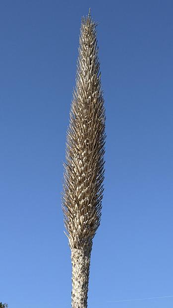 Dasylirion longissimum - Mexican grass tree
