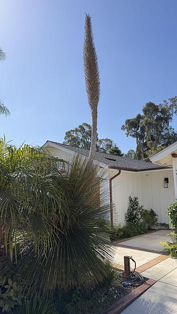 Dasylirion longissimum - Mexican grass tree