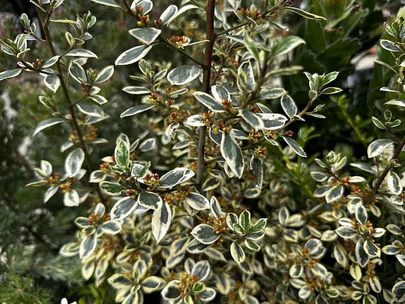 rhamnus-alaternus-argenteovariegata-native-sons-wholesale-nursery
