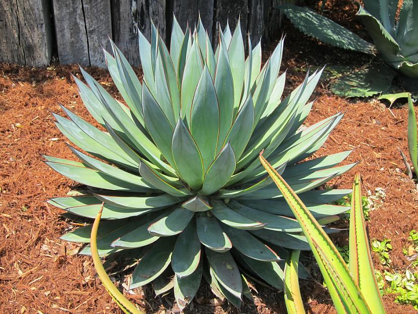 Agave 'Blue Glow' - Agave