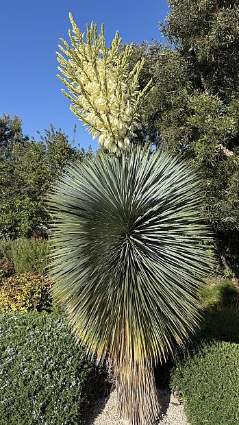 Yucca rostrata - Yucca