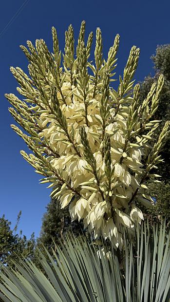 Yucca rostrata - Yucca