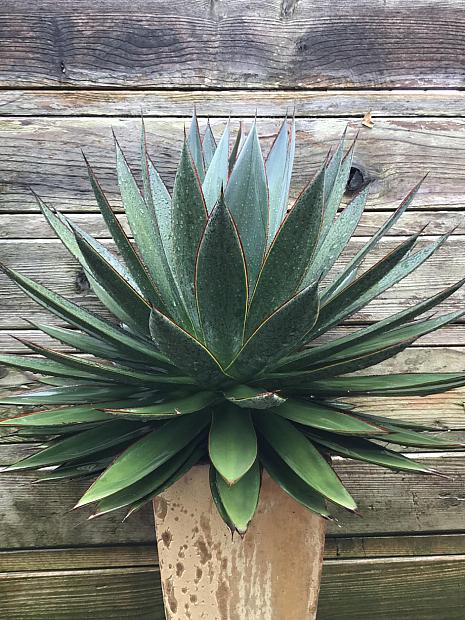 Agave 'Blue Glow' - Agave