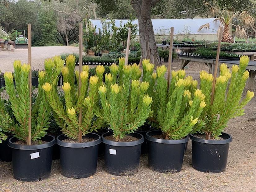 Leucadendron 'Safari Goldstrike' - Yellow conebrush