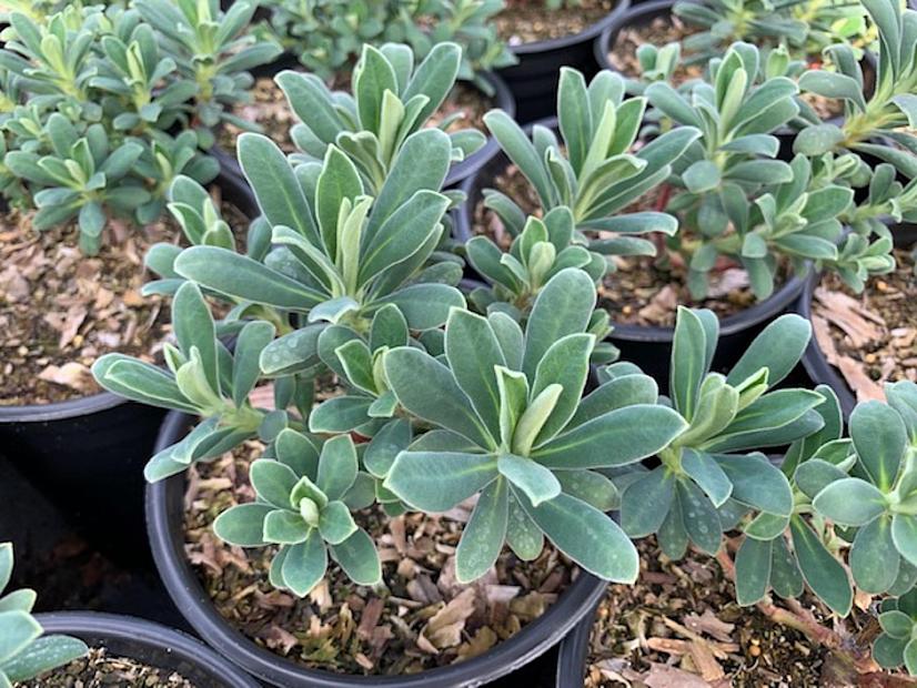 Euphorbia characias ‘Portuguese Velvet’ - Spurge
