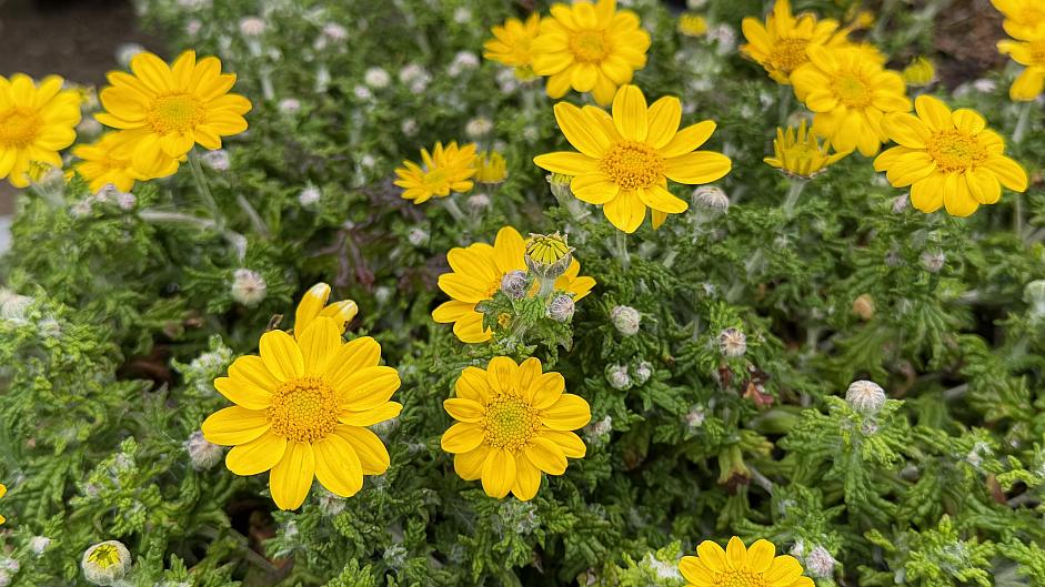 Eriophyllum lanatum 'Horseshoe Cove' - Wooly sunflower