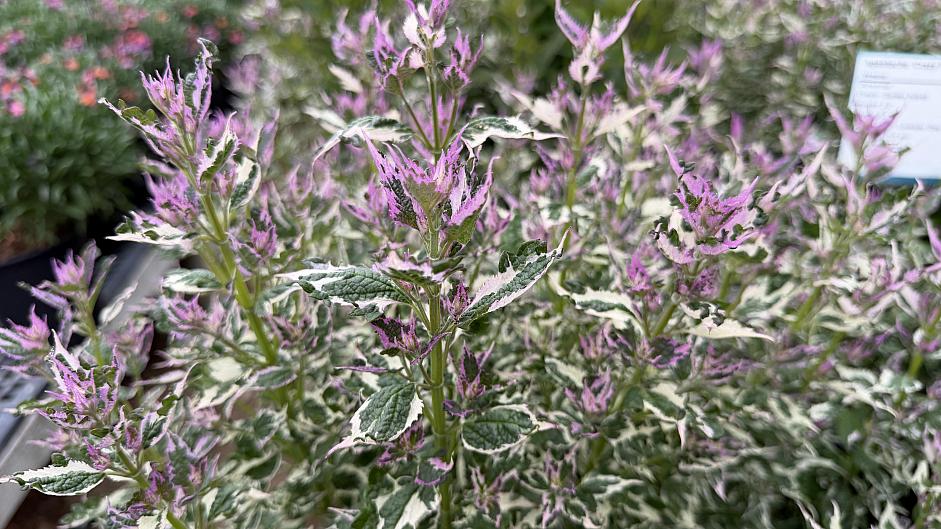 Agastache 'Crazy Fortune' - Hyssop