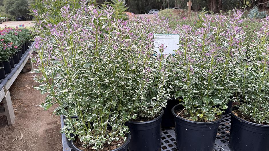 Agastache 'Crazy Fortune' - Hyssop