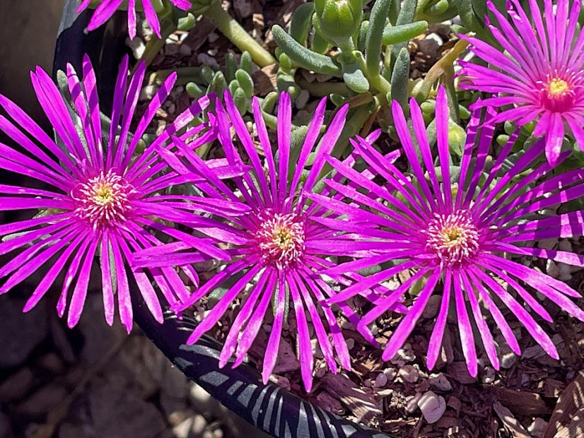 Delosperma cooperi - Ice plant