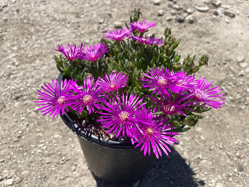 Delosperma cooperi - Ice plant