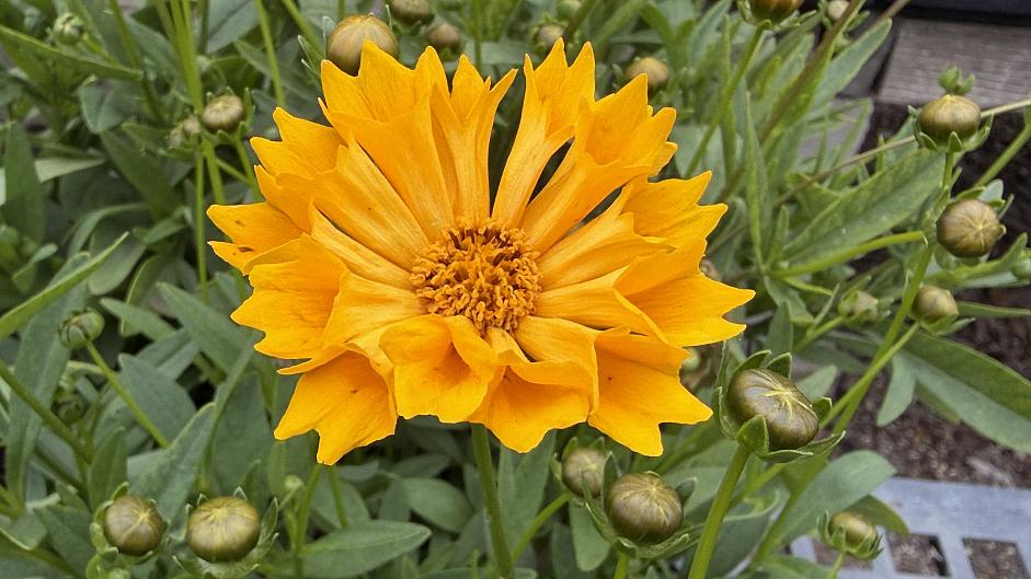 Coreopsis 'Jethro Tull' - Tickseed