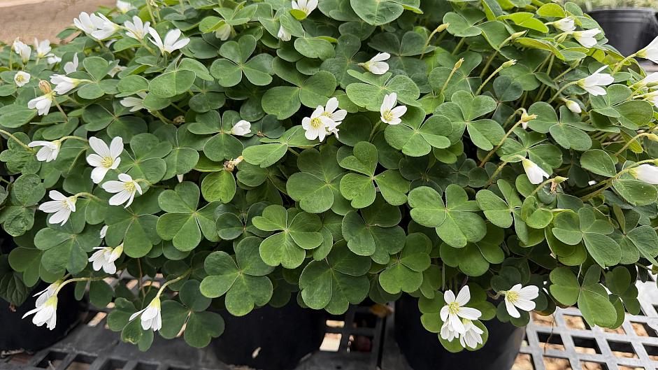 Oxalis oregana 'Klamath Ruby' - Redwood sorrel