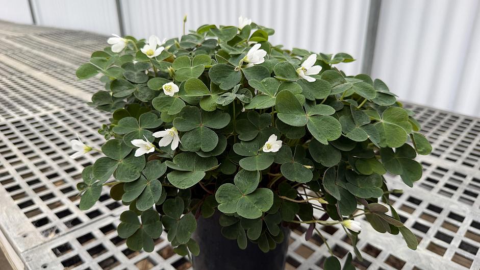 Oxalis oregana 'Klamath Ruby' - Redwood sorrel