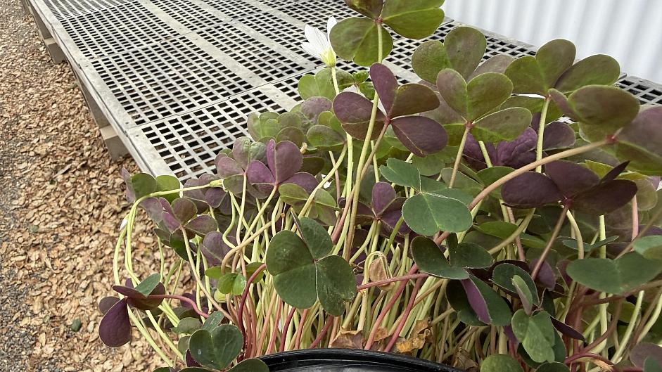 Oxalis oregana 'Klamath Ruby' - Redwood sorrel