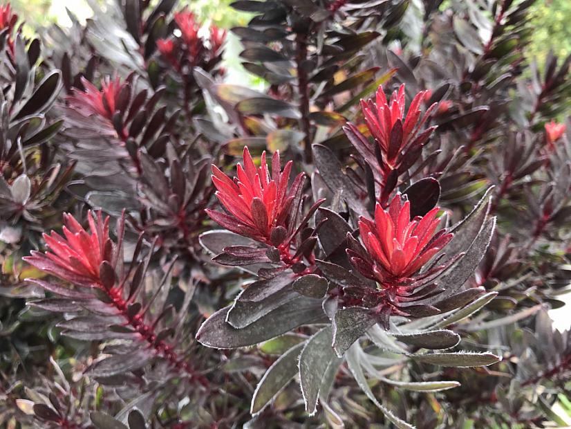 Leucadendron 'Ebony' - Ebony conebush