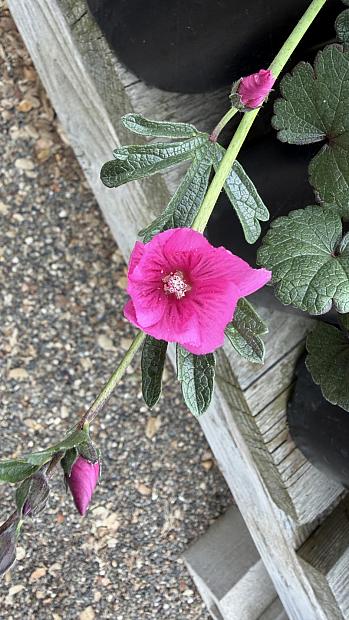 Sidalcea malviflora 'Palustre' - Checkerbloom