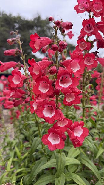 Penstemon 'Cathedral Pink' - Penstemon