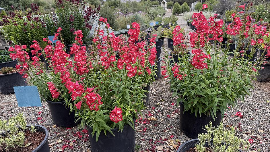 Penstemon 'Cathedral Pink' - Penstemon