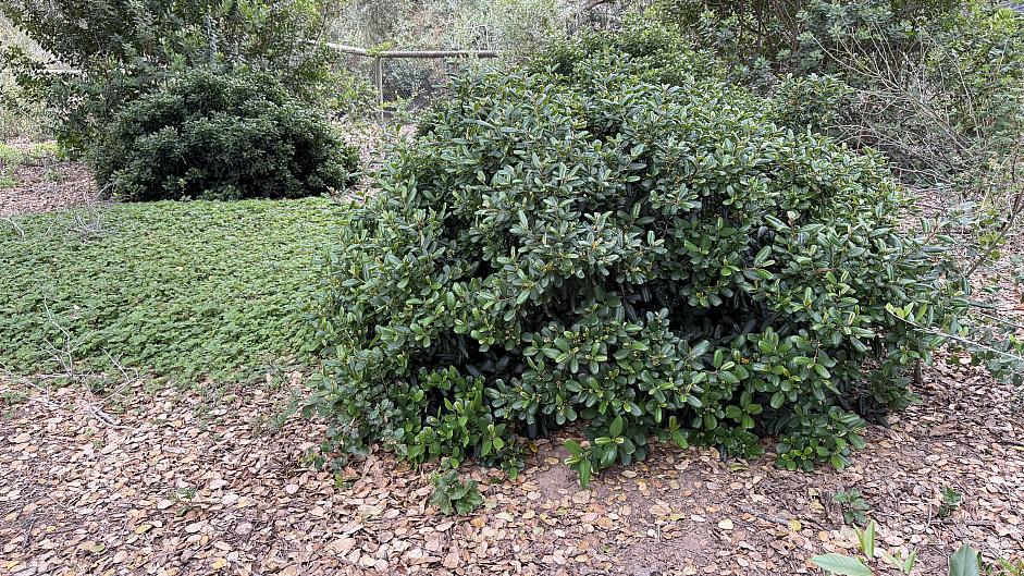 Rhamnus californica 'Gumdrop' - California coffeeberry