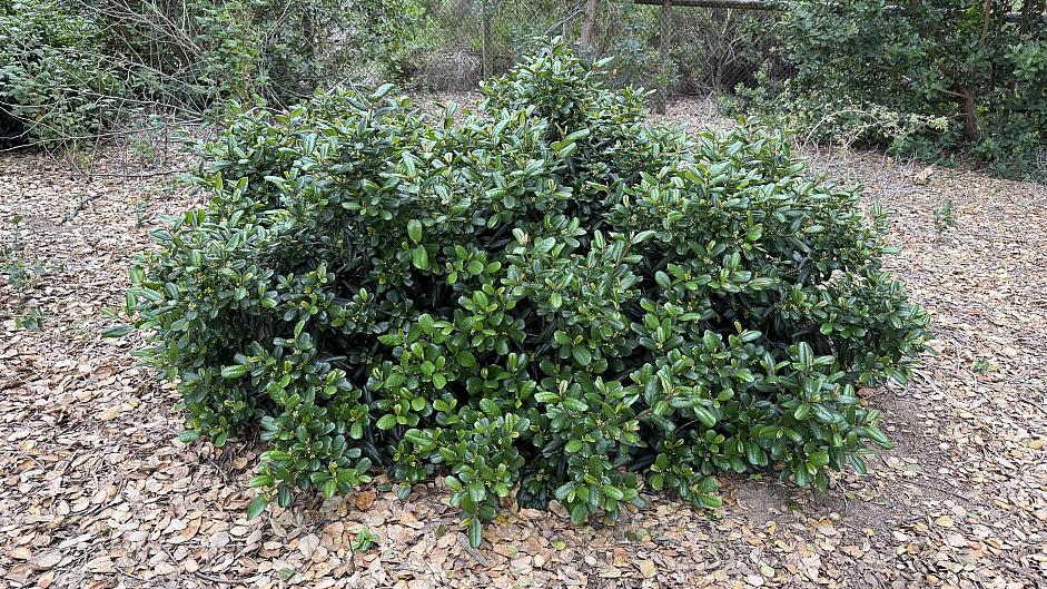 Rhamnus californica 'Gumdrop' - California coffeeberry