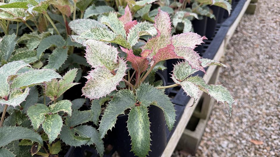 Helleborus argutifolius 'Pacific Frost' - Corsican hellebore