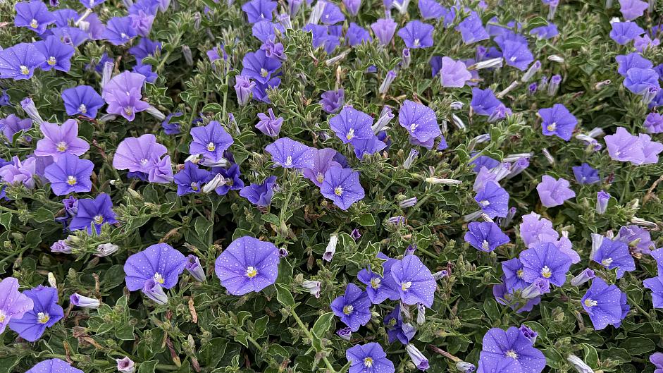 Convolvulus sabatius - Ground morning glory