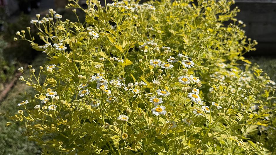 Tanacetum parthenium 'Aureum' - Golden feather