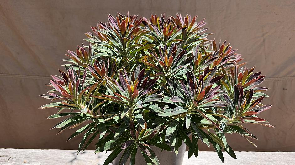 Euphorbia 'Ruby Hybrid' - Spurge