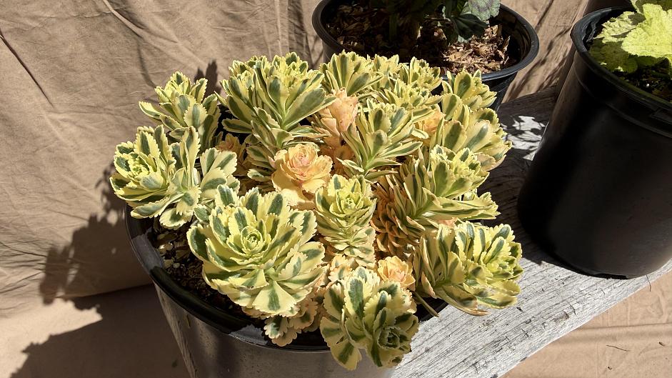 Sedum takesimense 'Atlantis' - Stonecrop
