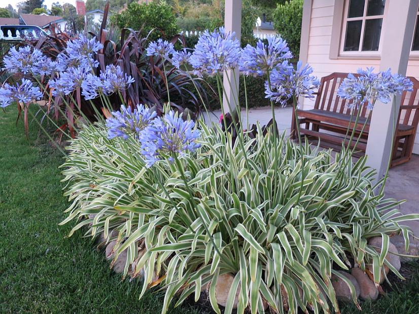 Agapanthus prae. ssp. orientalis 'Silver Streak' - Silver Streak Lily of the Nile