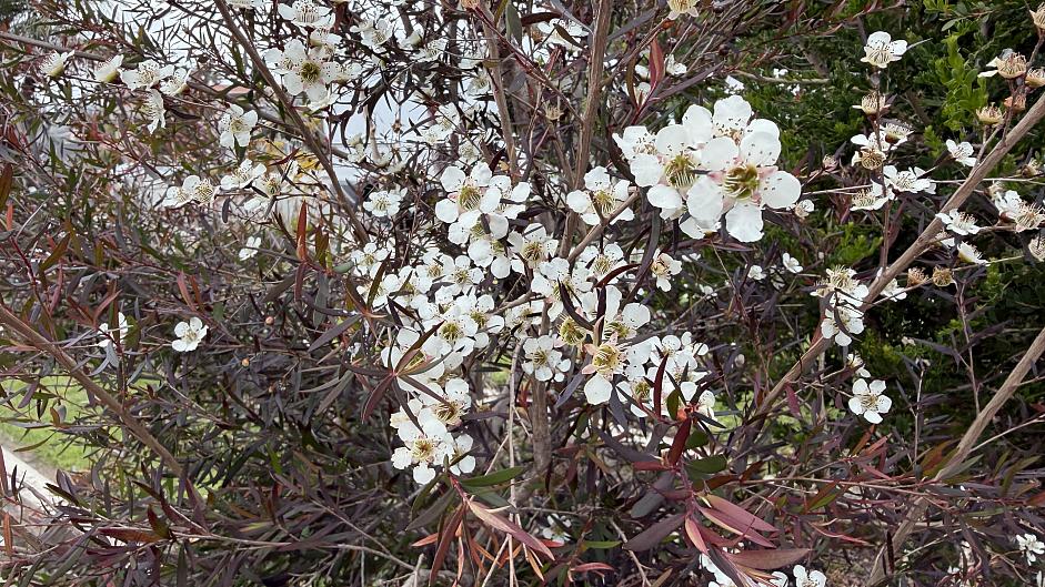 Leptospermum ‘Dark Shadows’ - Dark Shadows tea tree