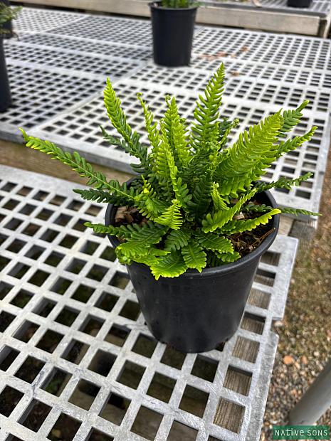 Blechnum spicant - Deer fern, ladder fern