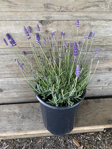 Lavandula angustifolia 'Annet' - English Lavender