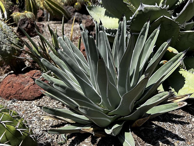 Agave nicklesiae - King of the Agaves